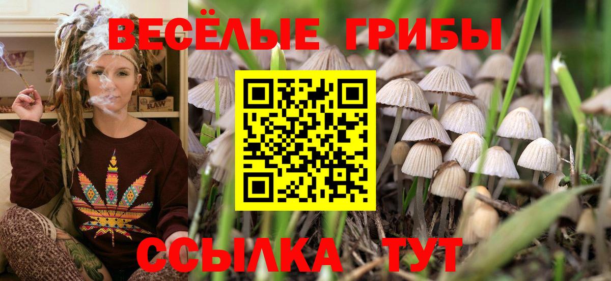 Псилоцибиновые грибы Psilocybine cubensis Каспийск